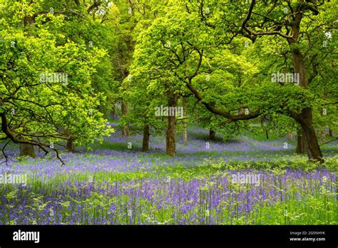 kinclaven bluebell wood perthshire